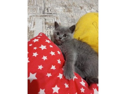 2 aylık british shorthair miniğim yeni yuvasına hazır