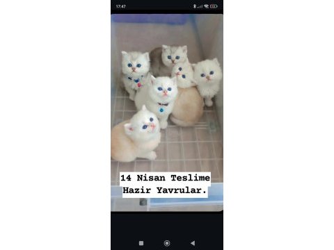 British shorthair 60 günlük yavrular sahiplendirilecektir