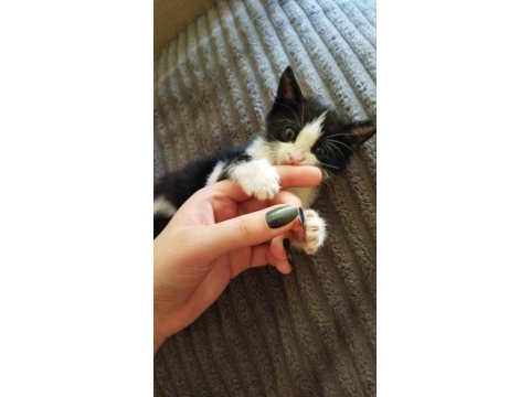 1.5 aylık dişi bebek smokin