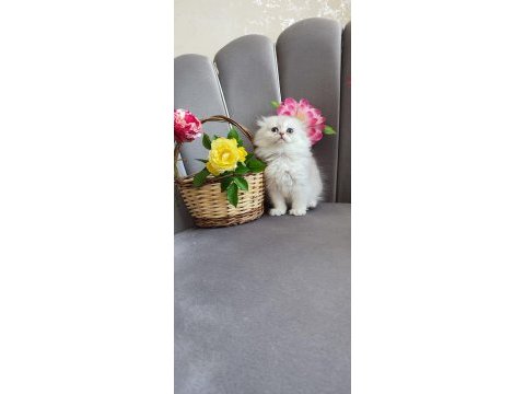 Scottish fold yavrumuz