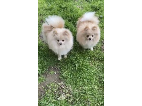 Pomeranian boo 7 aylık