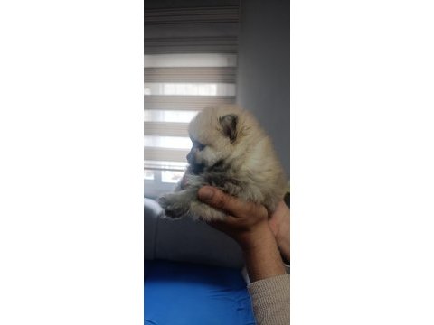Pomeranian en tatlı yavrucuklar