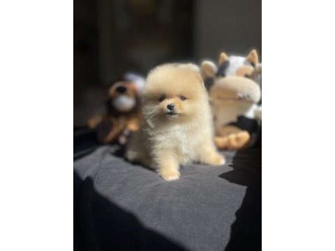 Ayı surat pomeranian boo yavrular