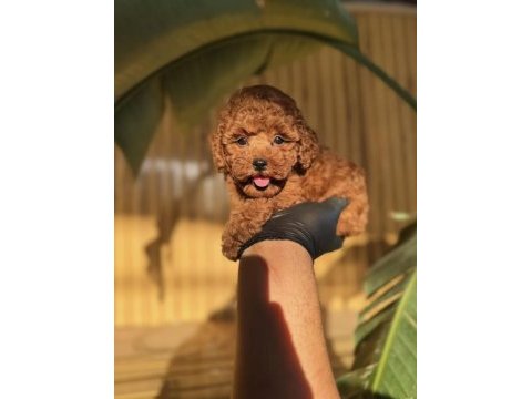 Toy poodle yavrularımız