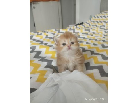 Şecereli golden british longhair yavrularım rezerve