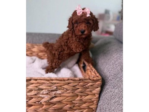 Toy poodle minik yavrular
