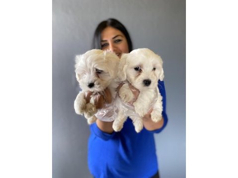 Ufacık maltese terrier yavrularım