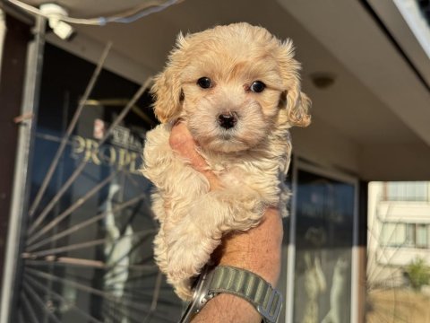 Tea cup kore maltipoo petmode de ziyarete açık