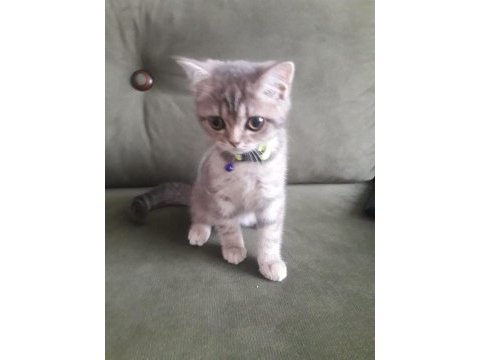 4 aylık british shorthair