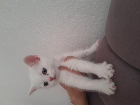 2ayliktir