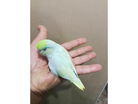 Gökkuşağı turkuaz cep papağanı bebekler