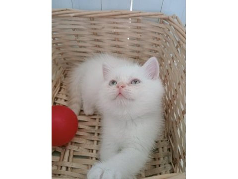 Mavi gözlü safkan british shorthair yavrular
