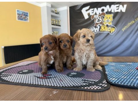 Üst kalite maltipoo yavrular ankara mağazamızda 