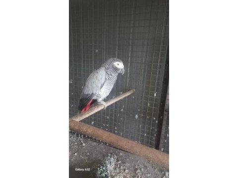 7 yasında erkek jako papağanı