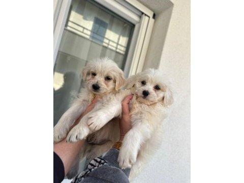 Maltipoo yavrum 55 günlük