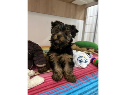 Terrier yorkshire