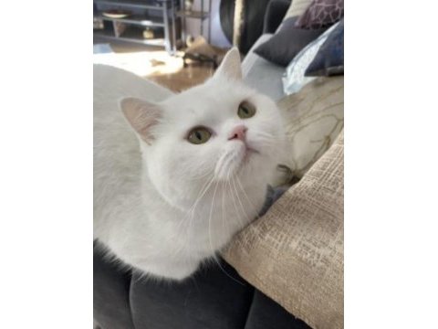 British shorthair kedisi yeni yuva arıyor