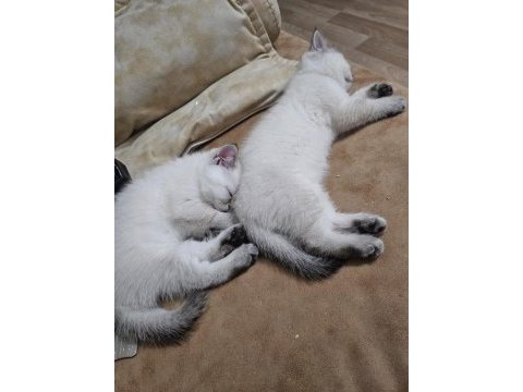 British blue point dişi ve erkek yenı yuvalarını arıyor