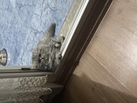 Gri ve beyaz tüylü erkek chinchilla