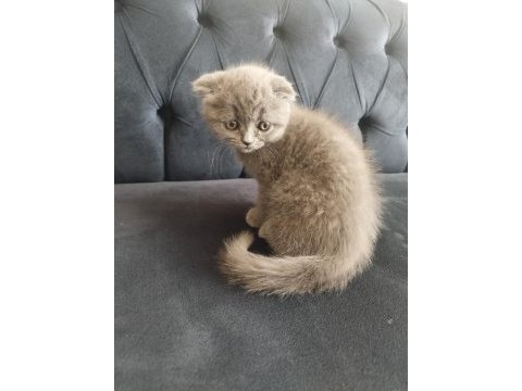 Uygun fiyatlı secereli scottish fold