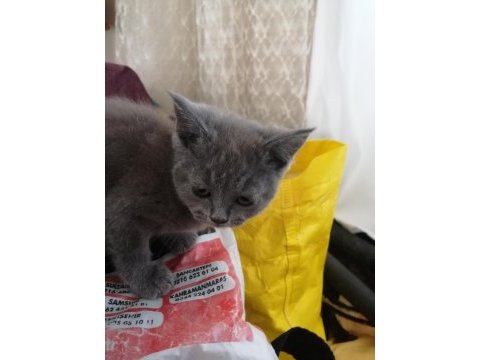 55 günlük british shorthair dişi