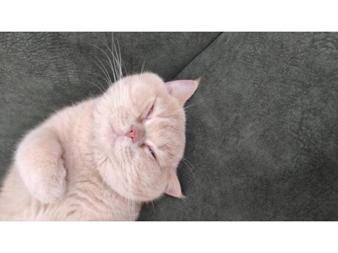 1.5 yaşında sağlıklı exotic shorthair