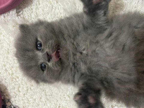 2beyaz kırık kulak 1 gri 1 sarı sarı dik kullak