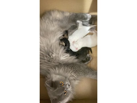 British longhair kar beyaz ve tabby yavrular