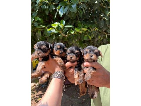 7 mayıs doğumlu orjinal teacup yorkshire terrier bebekler