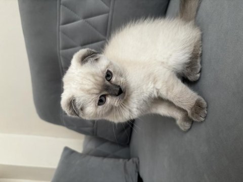 Scottish fold blue point 3 aylık kedimiz