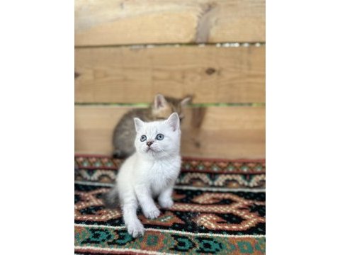 Saf ırk british shorthair