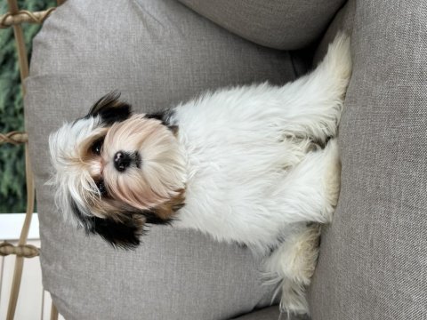 Yurtdışından scr’li anne babadan morkie yavrumuz