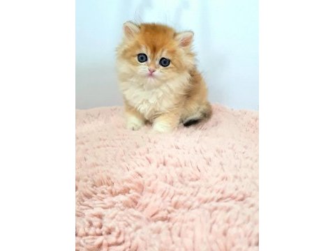 Nadir tür british longhair golden dişi yavrularım