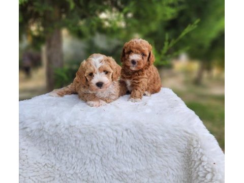 Aşılı mikroçipli pasaportlu maltipoo yavrularımız 