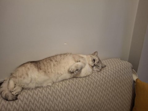 British shorthair 7 yaşında