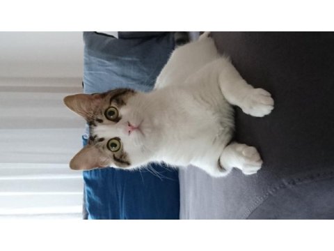 Kedimiz aşile yeni yuva arıyoruz
