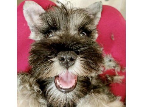 Fcı secereli schnauzer yavruları