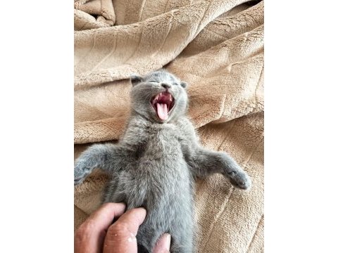 Sevgi dolu bebek kedilerim