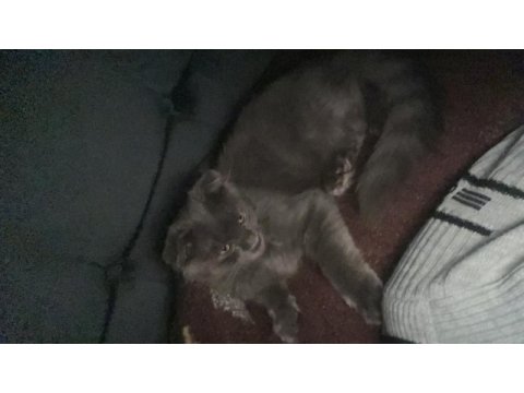 Scottish fold 3 aylık erkek