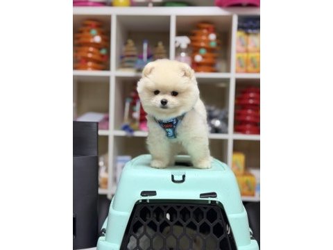 Teddy bear minik pomeranian boo