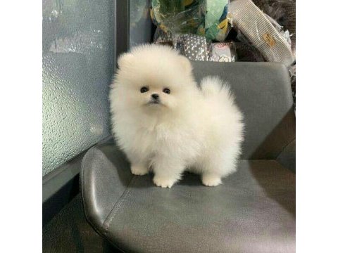 Mersin pomeranian yavrusu