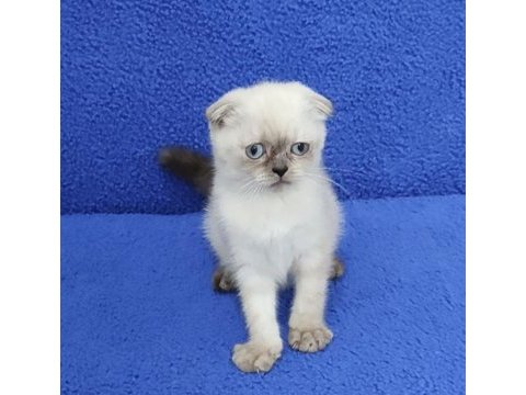  mükemmel bir scottish fold ponçik 
