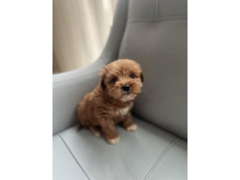 Poodle ayarında maltipoo yavrularımız
