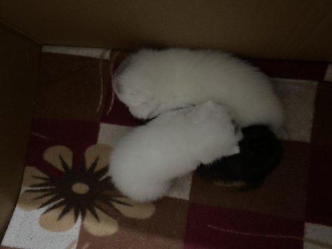3 yeni doğmuş bebek scottish fold