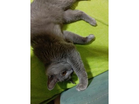 Sahiplendirilecek british shorthair kedimiz