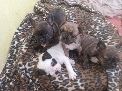 Sahiplendirilme zamanı beyaz sahiplendirildi french bulldog