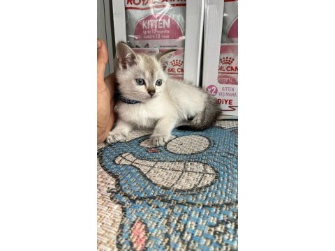 Kalite yavrum teslime hazır british shorthair