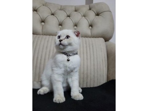 2.5 aylık erkek safkan scottish fold blue point