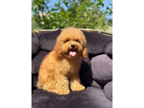 Poodle yavrular uygun