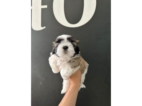 Sıfır burun mükemmel kalite son shih tzu yavru